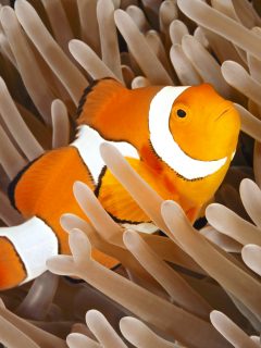 A Clown Anemonefish, or Clownfish, Amphiprion percula, sheltering among the tentacles of its anemone. Uepi, Solomoon Islands