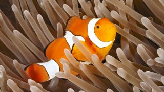 A Clown Anemonefish, or Clownfish, Amphiprion percula, sheltering among the tentacles of its anemone. Uepi, Solomoon Islands