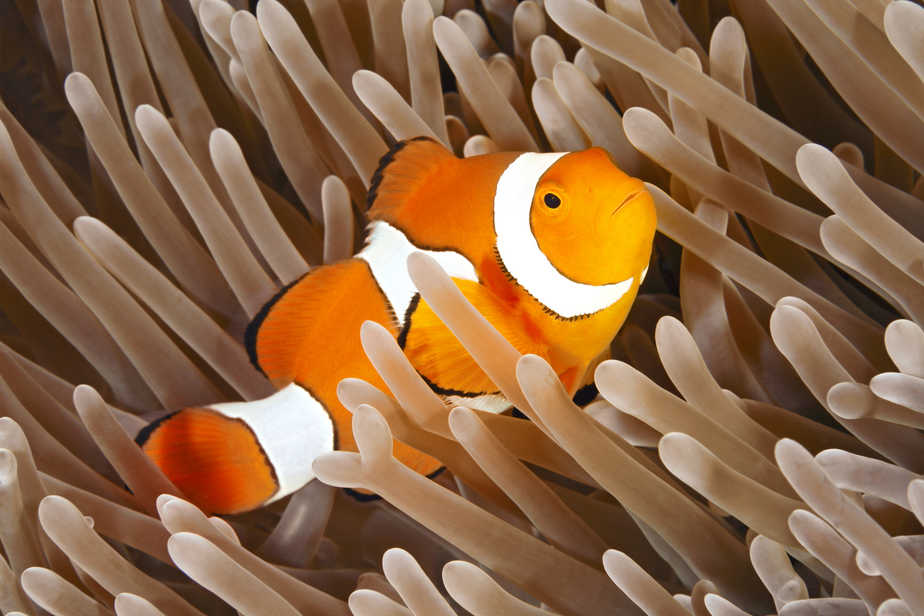 How Long Do Clownfish Live If Cared For Properly?
