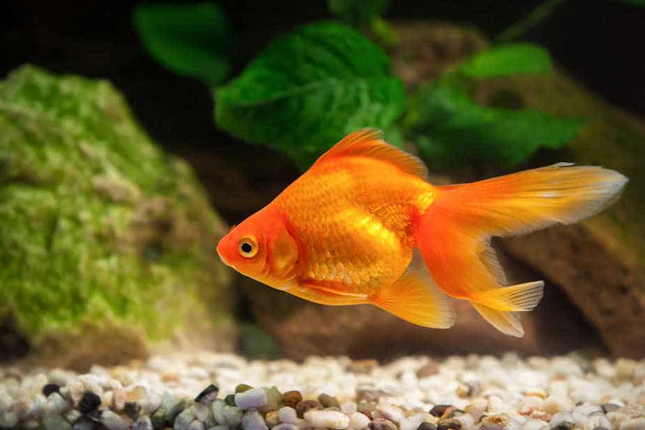 How Long Do Goldfish Live if You Take Good Care of Them?