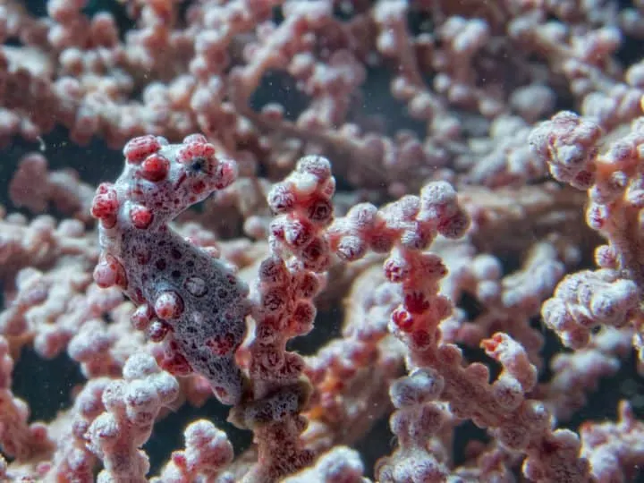 Bargibanti Pigmy Sea Horse the smallest in the world in Papua