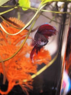 A colorful Betta fish floats in front of brightly colored aquarium plants