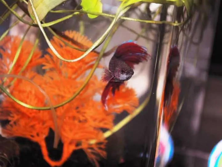 A colorful Betta fish floats in front of brightly colored aquarium plants