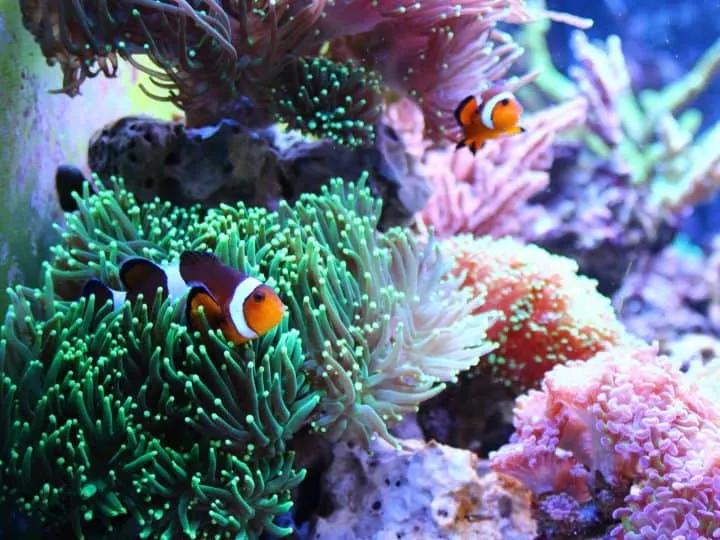 Clownfish nemo fish