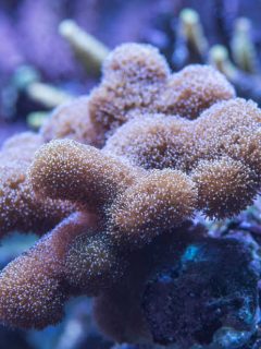 Soft leather coral reef aquarium