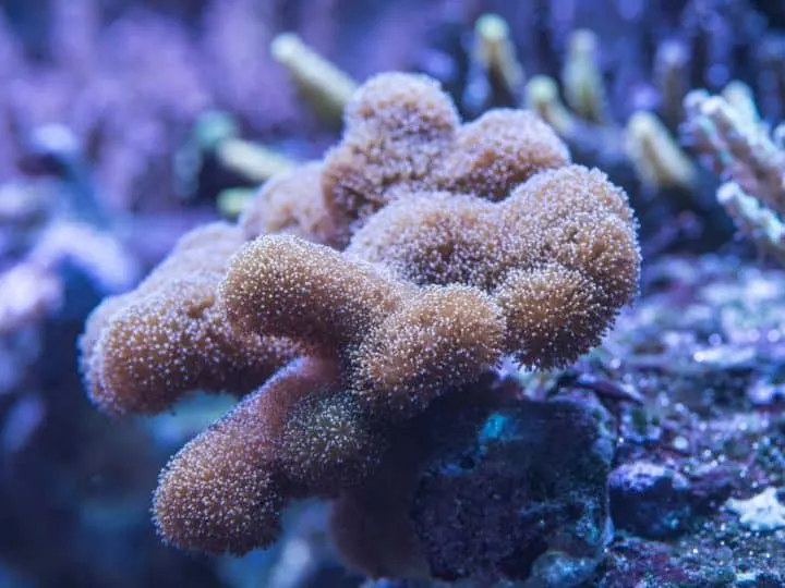 Soft leather coral reef aquarium