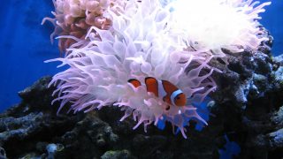 Sea Anemone are Coral Reef, water-dwelling, colorful polyps. They often have a symbiotic relationship with clown fish, protecting the fish from predators and receiving food scraps in return.