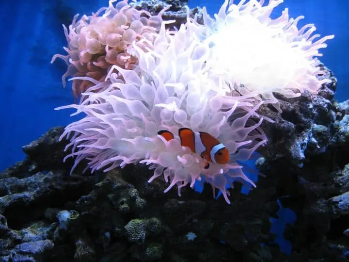 Sea Anemone are Coral Reef, water-dwelling, colorful polyps. They often have a symbiotic relationship with clown fish, protecting the fish from predators and receiving food scraps in return.