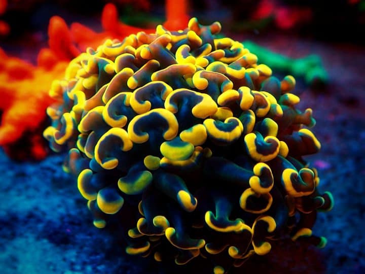 Euphyllia ancora is a species of hard coral in the family Euphylliidae. It is known by several common names, including anchor coral and hammer coral, or less frequently as sausage coral, ridge coral, or bubble honeycomb coral.