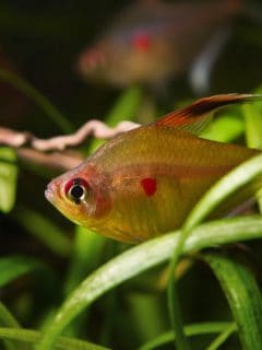 Timid and curious adult female of bleeding heart tetra, big characin fish live in blackwater biotope aquarium, endemic of Rio Negro basin, understanding nature concept