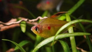 Timid and curious adult female of bleeding heart tetra, big characin fish live in blackwater biotope aquarium, endemic of Rio Negro basin, understanding nature concept