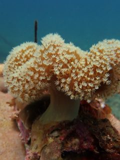 toadstool coral found at coral reef area in Malaysia