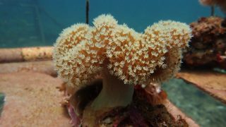 toadstool coral found at coral reef area in Malaysia