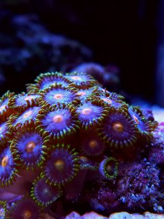 Colorful zoanthids polyps
