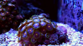 Colorful zoanthids polyps