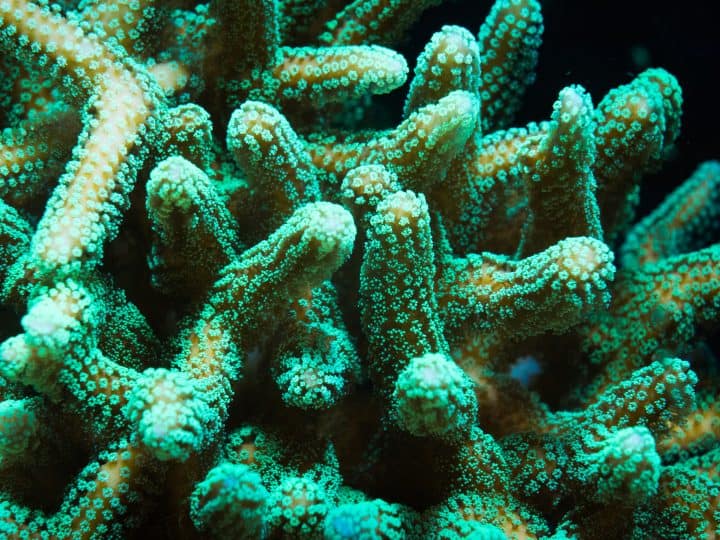 Full frame detail of bright green stylophora branching hard coral underwater with polyps extended. May also be birdsnest or pocillopora.