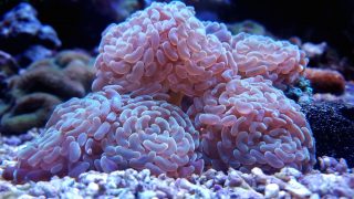 Euphyllia Hammer LPS Coral tank