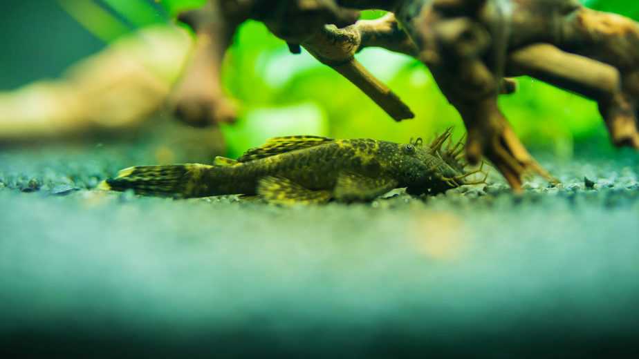 How Long Do Bristlenose Plecos Live (With Helpful Tips)