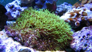 Green star polyp coral gsp soft coral