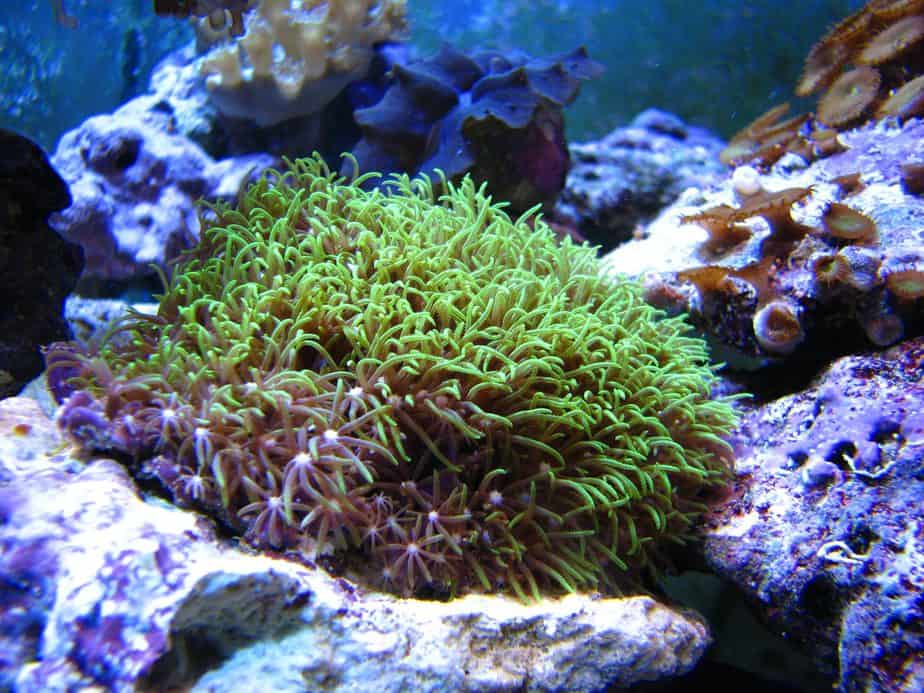Green Star Polyp Coral: Thorough Guide For Beginners