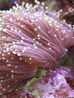 Gold tipped torch coral Euphyllia Glabrescens