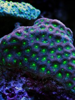 The Favites Corals are large polyp stony LPS corals often referred to as Moon, Pineapple, Brain, Closed Brain, Star, Worm, or Honeycomb Coral.