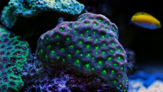 The Favites Corals are large polyp stony LPS corals often referred to as Moon, Pineapple, Brain, Closed Brain, Star, Worm, or Honeycomb Coral.