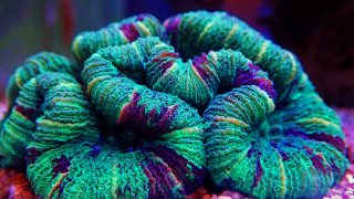 The open brain coral is a brightly colored free-living coral species in the family Merulinidae. It is the only species in the monotypic genus Trachyphyllia and can be found throughout the Indo-Pacific.