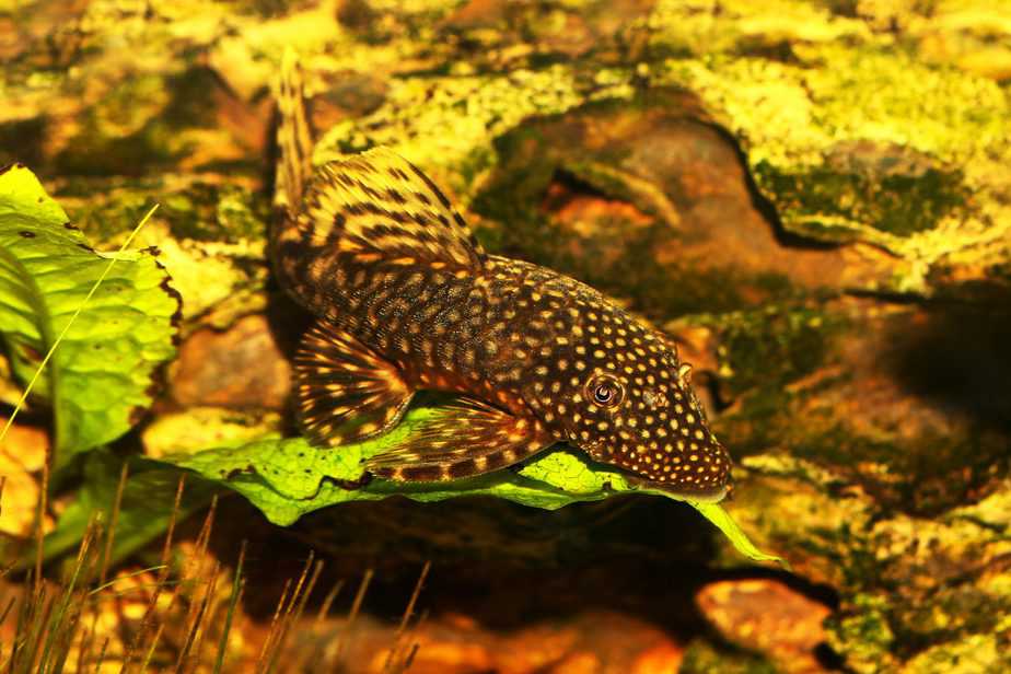 Ancistrus triradiatus Aquarium Fish fish