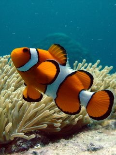 Cute clownfish swimming near anemone seen while scuba diving