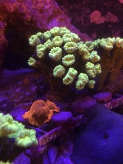 Golden Mushroom and Trumpet Kriptonite Coral on a Reef Tank - SÃ£o Paulo - Brazil