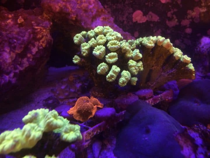 Golden Mushroom and Trumpet Kriptonite Coral on a Reef Tank - SÃ£o Paulo - Brazil
