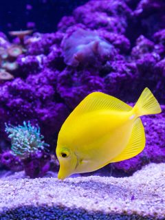 Yellow Tang saltwater aquarium fish