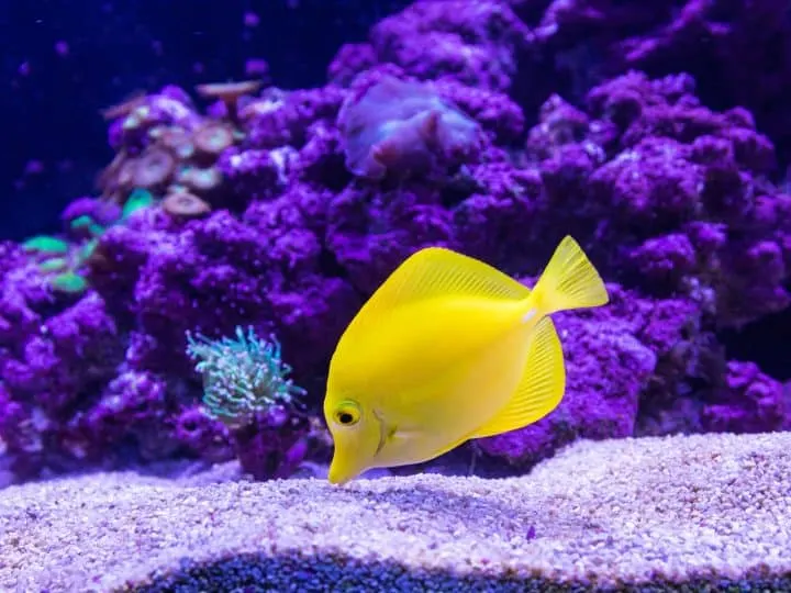Yellow Tang saltwater aquarium fish