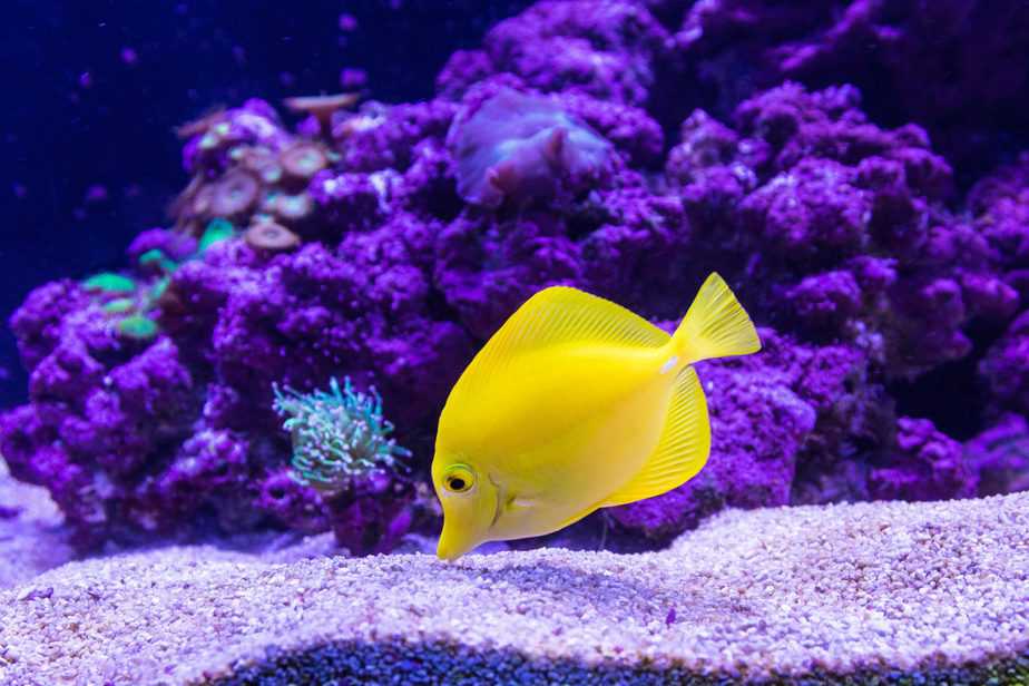 What is GFO and Why Is It Useful to Your Reef Tank?