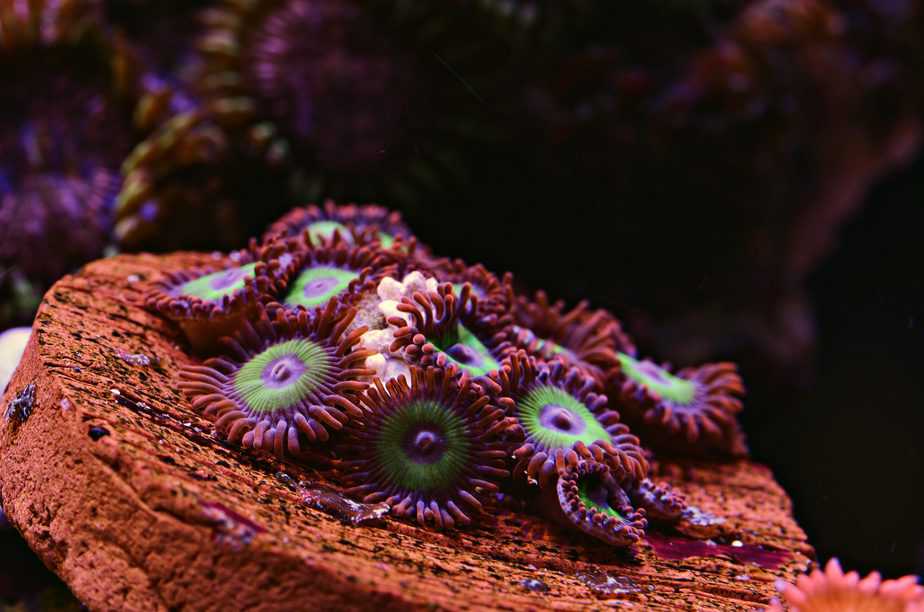coral closeup