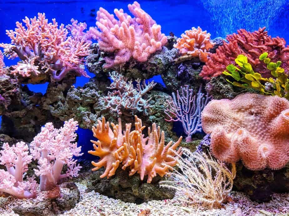 coral in saltwater aquarium