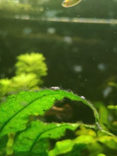 java fern leaf in aquarium with algae