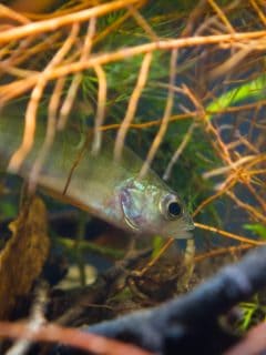 Perca fluviatilis, European perch, freshwater predator fish hides among roots of willow in biotope aquarium, nature photo