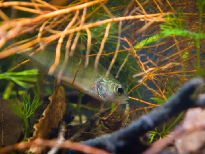 Perca fluviatilis, European perch, freshwater predator fish hides among roots of willow in biotope aquarium, nature photo