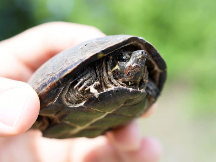 Common Musk Turtle held in the hand. Photographed in Walton County, Georgia, USA. Sternotherus odoratus is a small aquatic turtle found in North America. Shell, plastron, carapace.