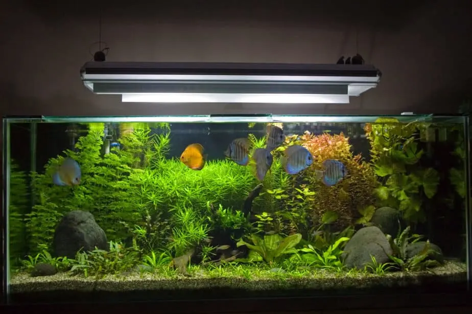 A beautiful planted tropical freshwater aquarium with Discus Fish.
