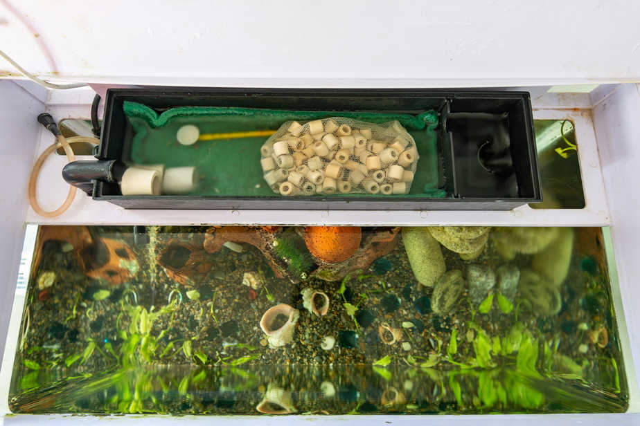 Can an Aquarium Be Over-Filtered? The Risks and Effects