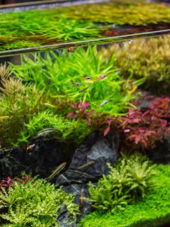 Decorative aquarium with plant from clear glass