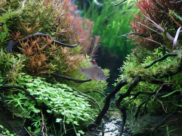 Close up beautiful aquarium planted fish tanks hobby at home