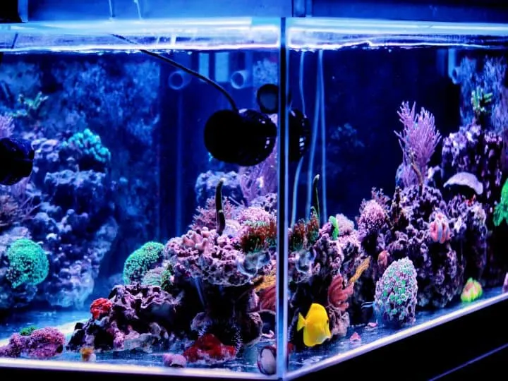Saltwater aquarium, Coral reef tank scene at home, one of the most unique hooby in the world