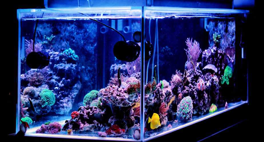 How Fast Does Coral Grow in a Home Reef Tank? The Answer