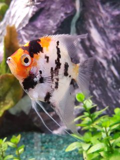 Portrait of freshwater angelfish Scalare, Pterophyllum scalare, orange black white silver color