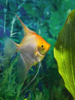 Koi angelfish, artificial aqua trade breed of wild Pterophyllum scalare cichlid, popular ornamental fish from Amazon basin, Brazil, young female in rare white and orange coloration, nature planted aquarium design