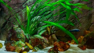 Underwater world of aquarium. Plants and fish in freshwater aquarium. Natural background Natural habitat. Home hobby